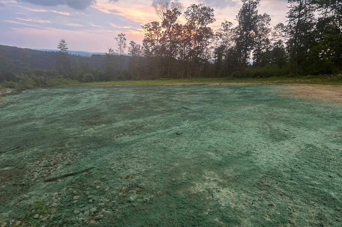 The same lawn after treatment