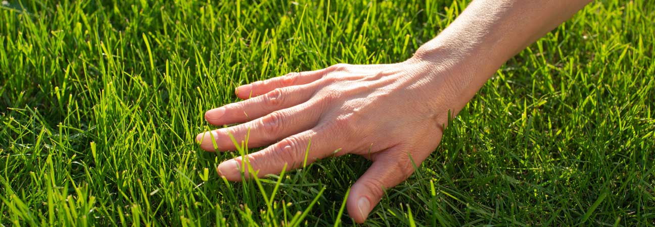 A hand resting on thick, healthy green grass